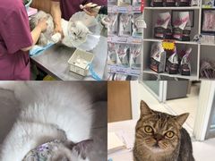 -纳吉亚猫专科动物医院博雅分院