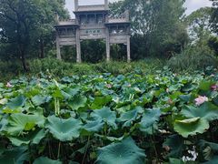 -西溪国家湿地公园