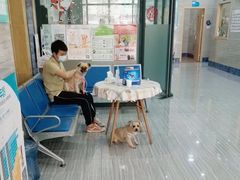 -瑞派名望志远动物医院·猫科·內科·异宠专科(直港大道店)