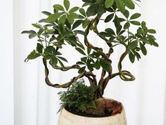 -F.Story 花和故事(新天地店)