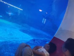 -烟台海昌鲸鲨海洋公园