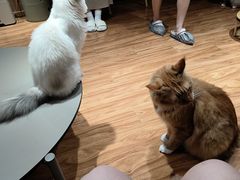 -MOCHA明星猫咖(田子坊店)
