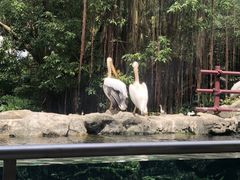 -新加坡飞禽公园