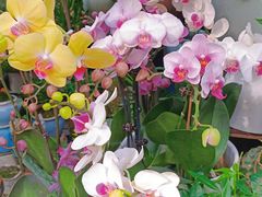 -青石桥花鸟鱼虫市场(叠翠城店)