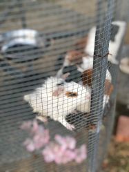 -萌宠亲子动物乐园(槐房万达店)