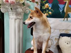 -柯斗斗主题餐厅·狗咖·围炉煮茶·茶饮(国瑞升平里店)