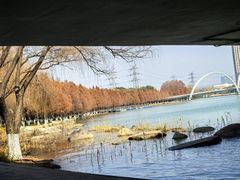 -金鸡湖桃花岛