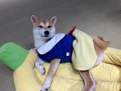 -逗柴咖啡屋·狗咖猫咖宠物桌游