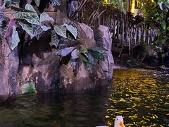 -正佳雨林生态植物园