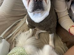 -怪兽屋·羊驼·猫咖·狗咖(俊华广场店)