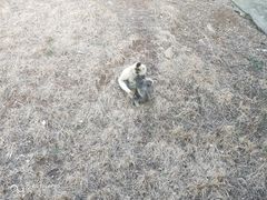 -合肥野生动物园