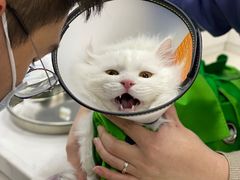-福州肆爪动物医院