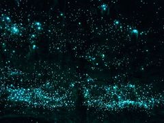 -怀托摩萤火虫洞