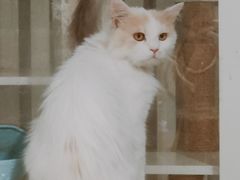 -平行世界·猫咖(首经贸店)