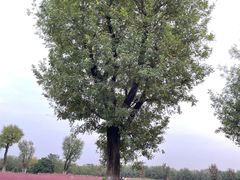 -汉长安城未央宫国家考古遗址公园