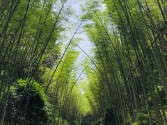 -江西阳明山国家森林公园