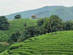 -帐篷客·溪龙茶谷度假酒店
