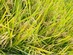 -韶山毛泽东同志故居