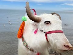 -青海湖国家重点风景名胜区