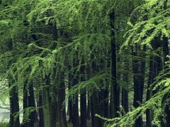 -上海共青森林公园