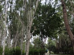 -北坞公园