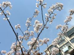 -高东镇樱花园