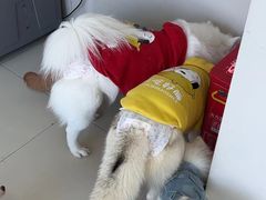 -怪兽屋·羊驼·猫咖·狗咖(俊华广场店)