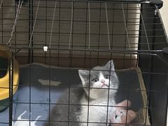 -欣宠猫屋·矮脚拿破仑·蓝金金渐层