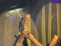 -广州长隆飞鸟乐园