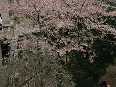 -武汉大学-樱园