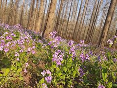 -黄海国家森林公园