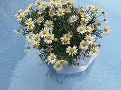 -天空花园餐吧·生日·团建(南山店)