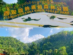 -西双版纳原始森林公园