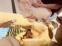 -逗柴咖啡屋·狗咖猫咖宠物桌游