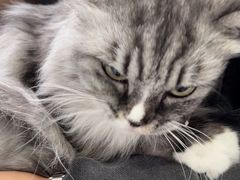 -瑞派福兴宠物医院犬猫全科·骨科·中西医结合(河东店)