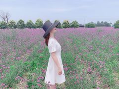 -曲江薰衣草庄园