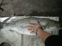 -三乐海鲜水饺馆