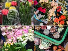 -循礼门鲜花花市(武汉循礼门店)