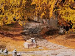 -千年银杏谷文化旅游区