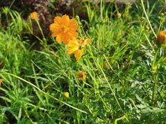 -靖西鹅泉风景区