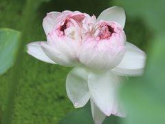 -金典银峰老鹅馆·昆山菜(亭林公园店)