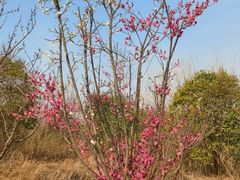 -六合国家地质公园桂子山景区