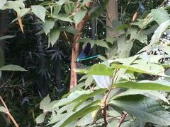 -南宁良凤江国家森林公园