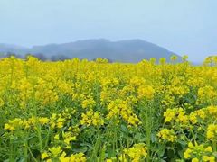 -西京湾花海