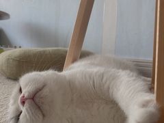 -泰国佛·塔罗·泰牌狐仙古曼