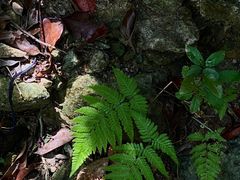 -马峦山郊野公园