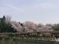 -嘉定紫藤园