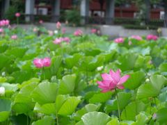 -四川大学(华西校区)