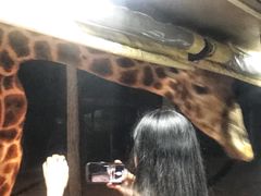 -清迈夜间动物园