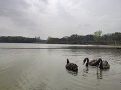 -昆山城市生态森林公园